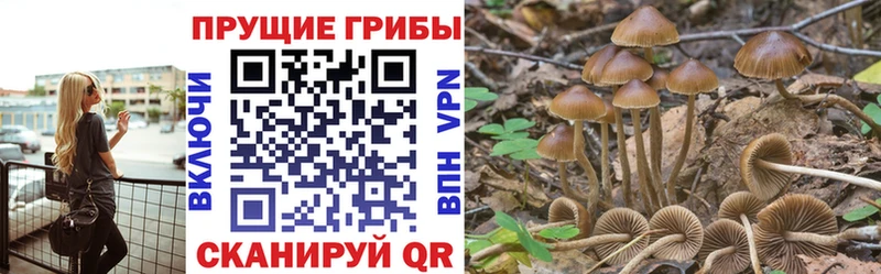 kraken ТОР Болотное Псилоцибиновые грибы Psilocybe где купить наркотик